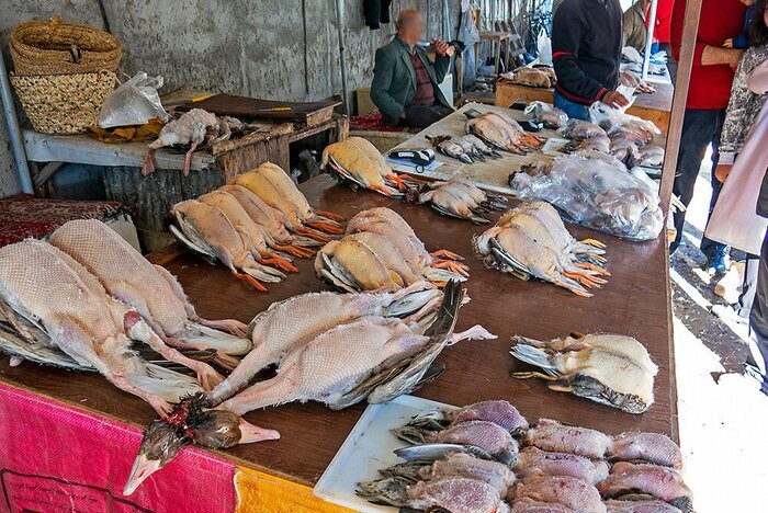 برپایی بازارهای کوچک فروش پرندگان/ دستگیری ۱۲۱ شکارچی غیرمجاز در گیلان و مازندران