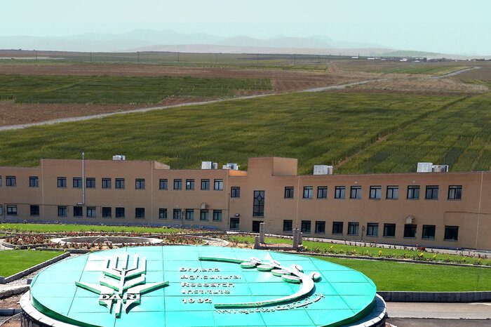 کشت بهاره نخود دیم عملکرد پایینی دارد