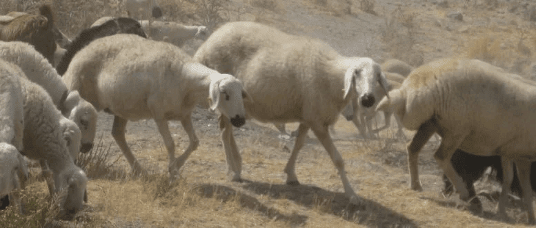 رازگشایی از ۱۱ هزار سال تاریخچه زیستی گوسفندها