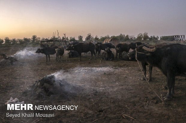 تالاب‌های خوزستان در محاصره «خشکسالی و آتش»