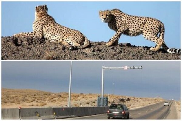 حفاظت از یوزپلنگ ایرانی؛ رسالتی همگانی و بی قید و شرط