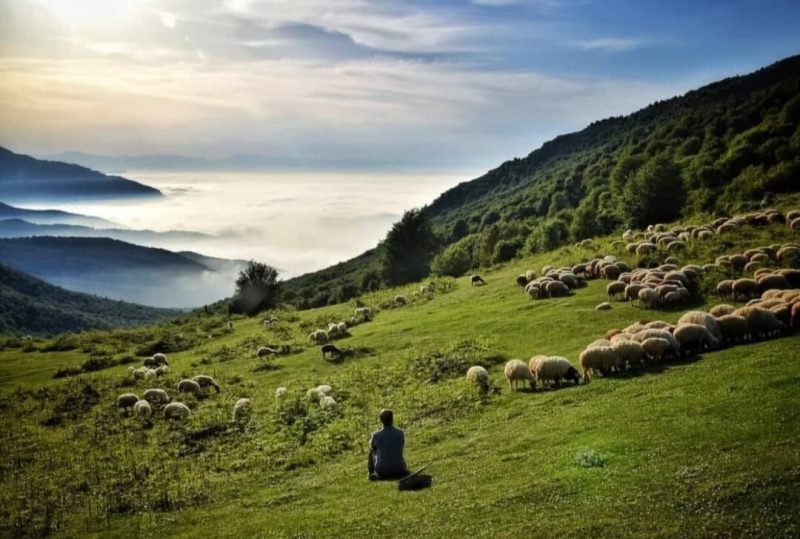 جنگل ابر شاهرود