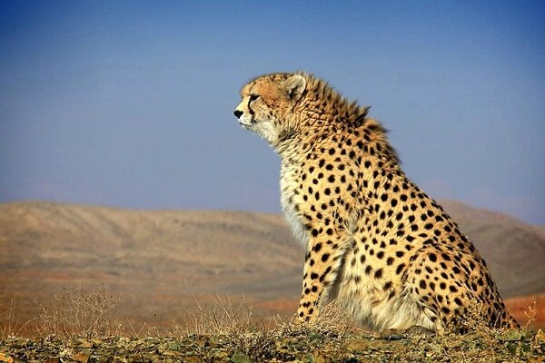 تلاش‌ها برای حفاظت از یوز ایرانی به کجا رسید؟